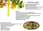 Go Natural  Citrus Gall Wasp and Med Fruit Fly Trap Kit With Safety Cage - Twin Pack