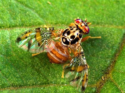 West Australian Mediterranean Fruit Fly Trap With 7 Refills