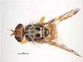 West Australian Mediterranean Fruit Fly Trap With 7 Refills