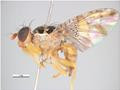 Buy Fruit Fly Traps At At DBW Direct Bargain Warehouse Direct Bargain buy-fruit-fly-traps-at-at-dbw-direct-bargain-warehouse-direct-bargain